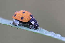 <p>SLUNÉČKO SEDMITEČNÉ (Coccinella septempunctata) ---- /Seven-spotted ladybug - Siebenpunkt-Marienkäfer/</p>